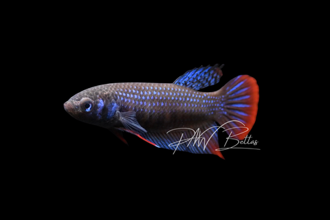 Blue Imbellis Betta | Wild Bettas