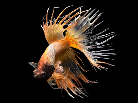 Yellow Crowntail Male Betta | M3086