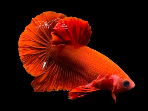 Red HMPK Male Betta | M3042