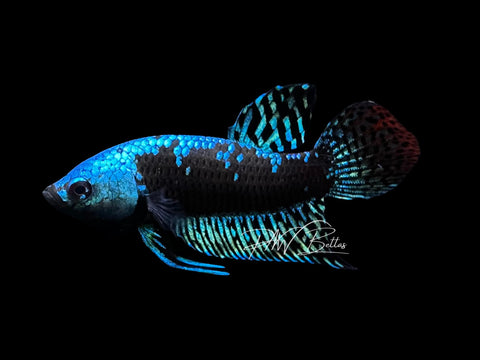Samurai Alien Male Betta | M2856