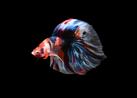 Koi Halfmoon Male Betta | 5187