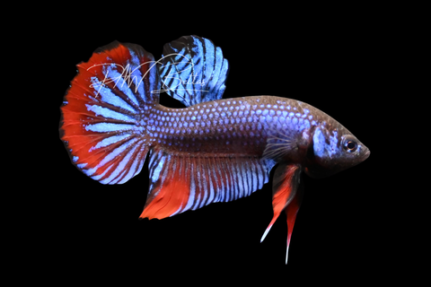Blue Imbellis Betta | Wild Bettas