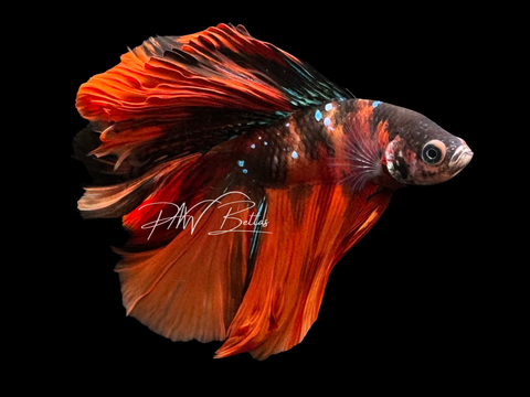 Nemo Koi DTHM Male Betta | M3075