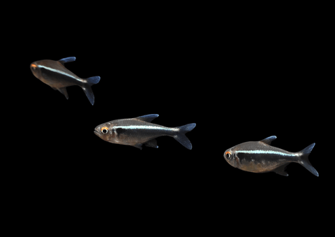 Black Neon Tetra | Hyphessobrycon herbertaxelrodi