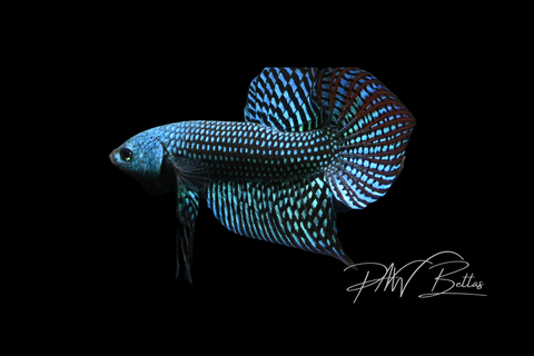 Green Alien Male  Franks Bettas Wild Type | FW109