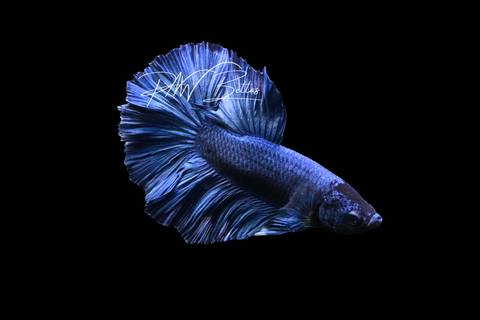 Blue Halfmoon Male Betta | M4152
