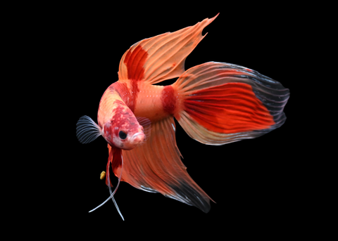 Nemo Veiltail Male Betta | 5262