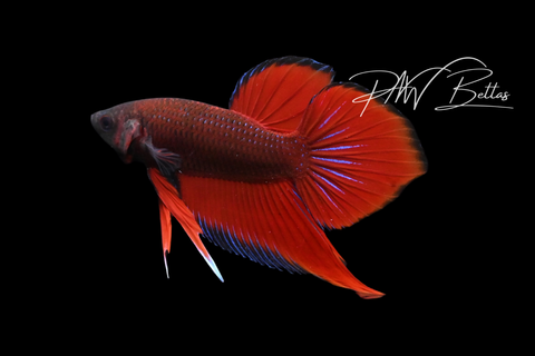 Red Splendens Hybrid Male | Franks Bettas Wild Type | FW114