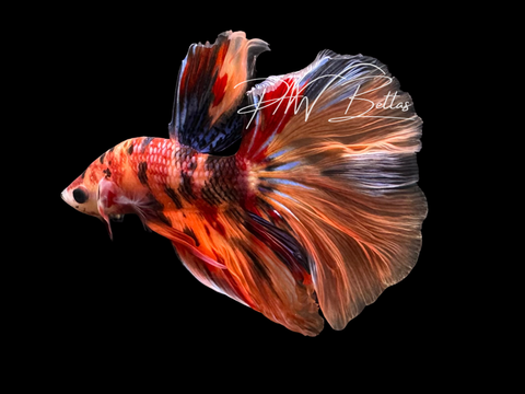 Candy Halfmoon Male Betta | M3028