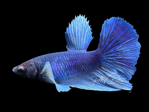 Dumbo Halfmoon Female Betta | F1731