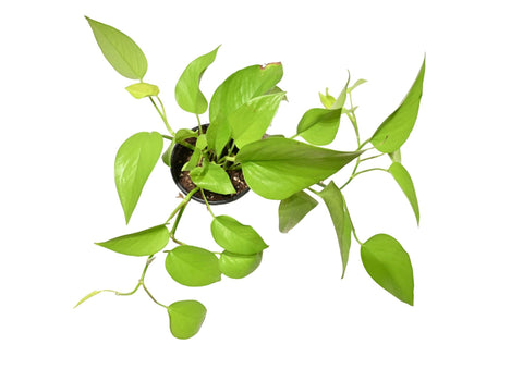 Neon Pothos 4”