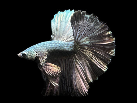 Copper HM Male Betta | M2605
