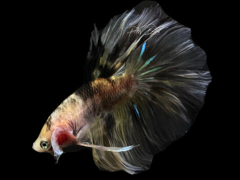 Yellow Koi HM Male Betta | M2613