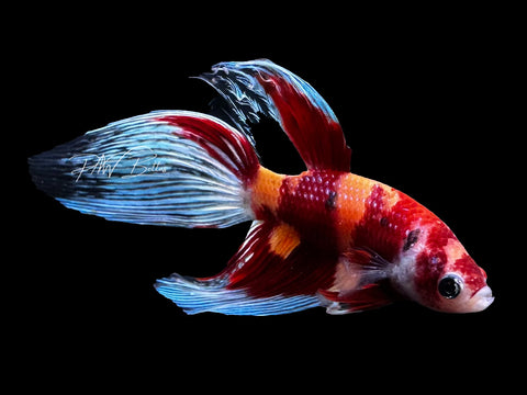 Nemo Candy Veiltail Male Betta | M2873