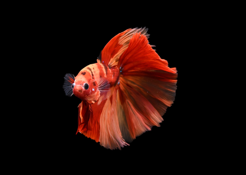 Nemo Halfmoon Male Betta | 5173