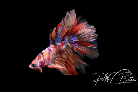 Candy Delta Male Male Betta | 5134