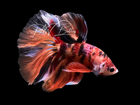Candy Halfmoon Male Betta | M3028