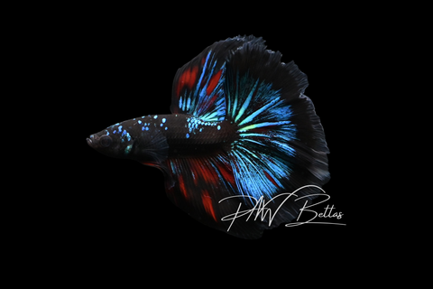 Avatar Halfmoon Male Betta | M5024