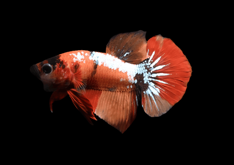 Nemo Koi HMPK Male Betta | 5291