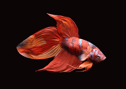 Copper Nemo Veiltail Male Betta | 5285