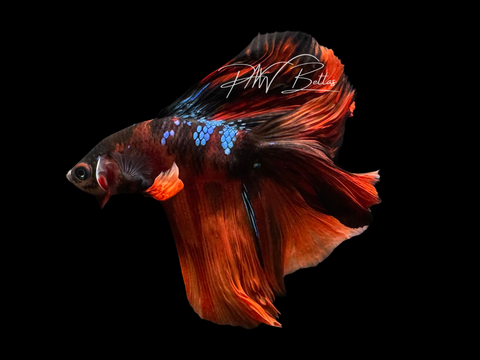 Nemo Koi DTHM Male Betta | M3075