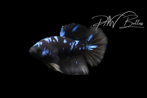 Yellow Avatar HMPK Male Betta | M5103