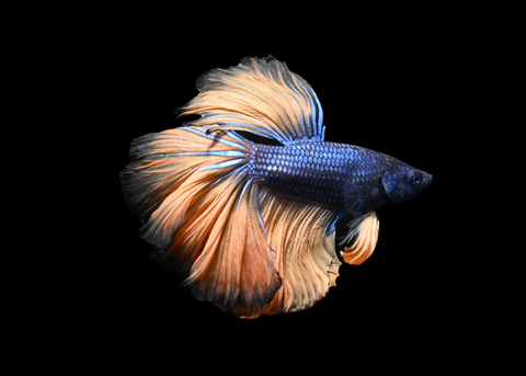 Mustard Halfmoon Male Betta | 5271