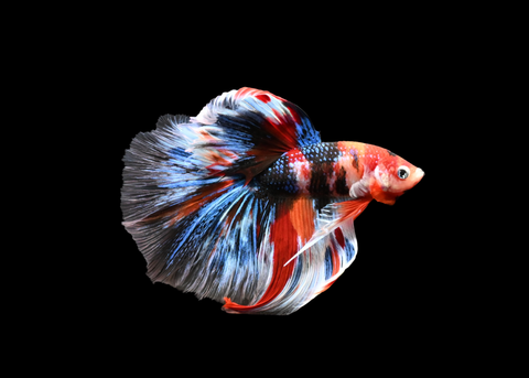 Koi Halfmoon Male Betta | 5187