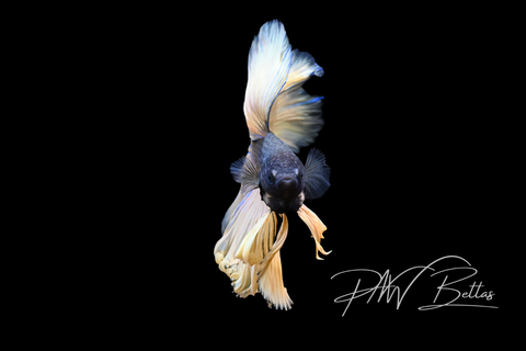 Mustard Halfmoon Male Betta | M5044