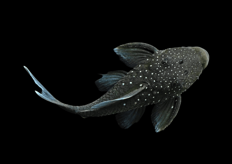 Blue Phanton Pleco L128