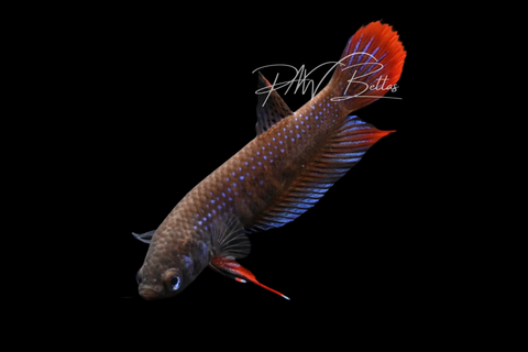 Blue Imbellis Betta | Wild Bettas