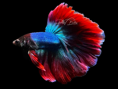 LIVE | Mascot Halfmoon Male | M5