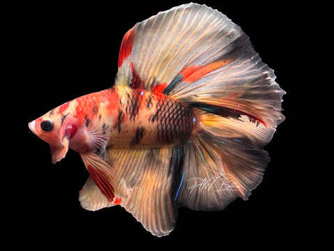 Nemo DTHM Male Betta | M2406