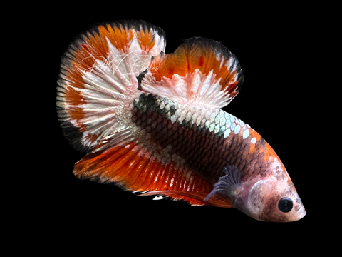 Red Fancy HMPK Male Betta | M2452