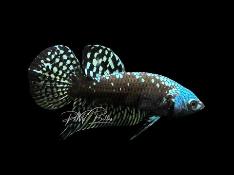 Samurai Alien Male Betta | M2838