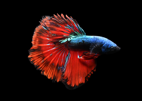 Blacklight Halfmoon Male Betta | 5261