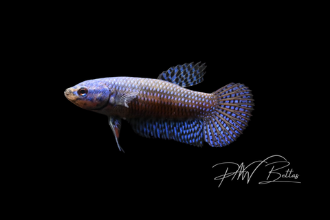 Blue Alien Female | Franks Bettas Wild Type | FW110