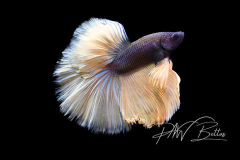 Mustard Halfmoon Male Betta | M5044