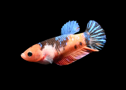 Koi HMPK Female Betta | 5272