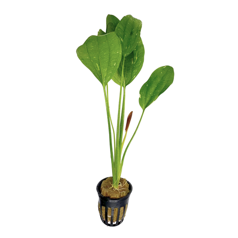 Betta Plant Pack
