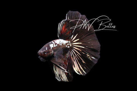 Samurai Halfmoon Male Betta | M5003