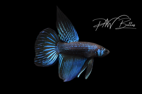 Green Yellow Imbellis Long Fin Male | Franks Bettas Wild Type | FW115