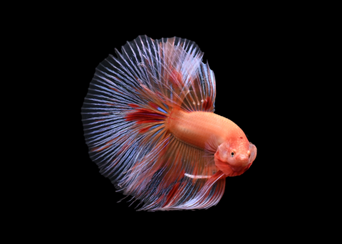Orange Armageddon Halfmoon Male Betta | 5174