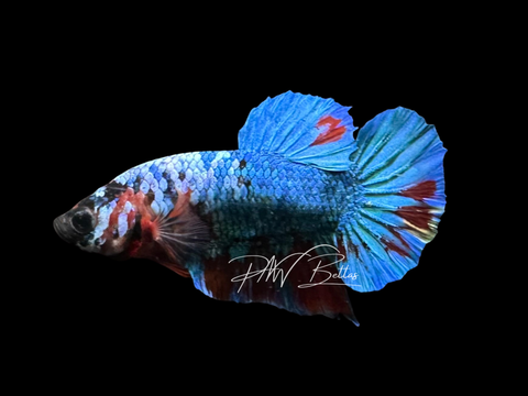 Marble HMPK Male Betta | M3074