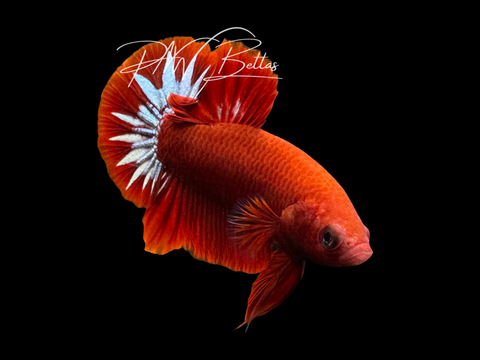 Hellboy HMPK Male Betta | M3029