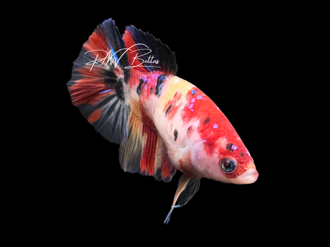 Koi Halfmoon Female Betta | F4001