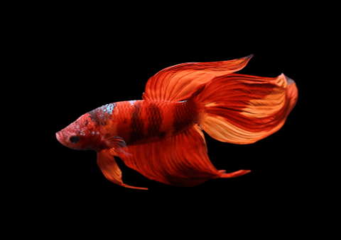 Copper Nemo Veiltail Male Betta | 5285