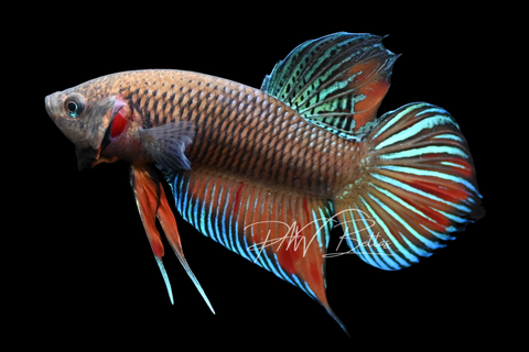 Wild Type Hybrid Plakat Male Betta | M2901