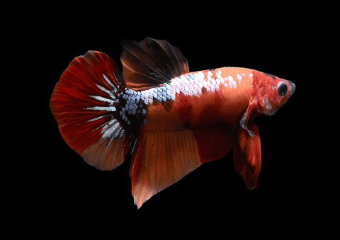 Nemo Koi HMPK Male Betta | 5291