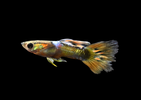Fancy Assorted Guppy | Locally Bred